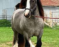 female-gypsy-vanner-horse