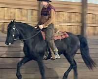 black-fshr-horse