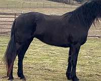 black-mare-for-sale