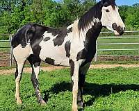 paint-horse