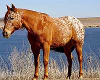 breeding-appaloosa-horse