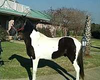 blackwhitetobian-horse