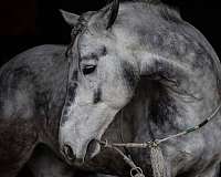 ridden-western-percheron-horse