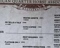 showmanship-quarter-horse