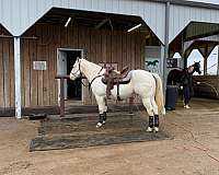 cremello-paint-gelding