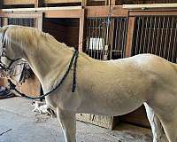 cremello-all-around-horse