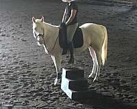 cremello-athletic-horse