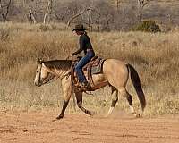 reining-quarter-horse