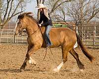 ranch-draft-horse