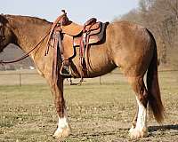 trail-draft-horse