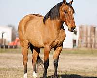 companion-quarter-pony