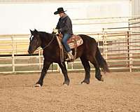 ranch-work-percheron-horse