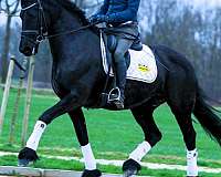 friesian-for-sale-horse