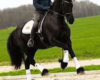 friesian-dressage-horse