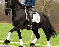 friesian-sporthorse-horse