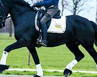 friesian-stallion-horse