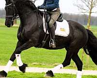 friesian-gelding-horse
