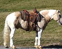 palomino-white-horse