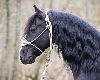 black-none-horse