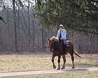trail-warmblood-horse