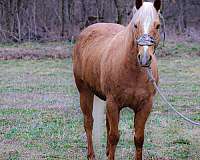 palomino-quarter-horse