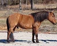 experienced-quarter-pony