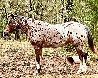 beautifully-spotted-horse