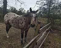 and-well-mannered-appaloosa-horse