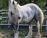 grey-white-blaze-4-stockings-horse