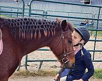 welsh-pony-for-sale