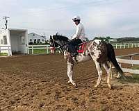 bay-overo-racehorse