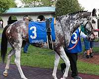 dressage-thoroughbred-horse