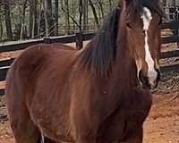 harness-belgian-standardbred-horse