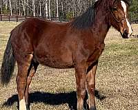 dressage-belgian-standardbred-horse