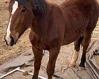 belgian-standardbred-horse