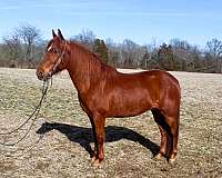 sorrel-pfha-horse