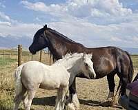 gypsy-cross-roan-palomino-cream-draft-pinto-horse