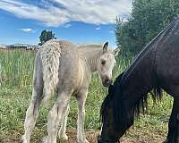 bay-friesian-filly-stallion