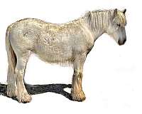 gypsy-cross-roan-palomino-cream-draft-vanner-horse