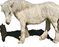 gypsy-cross-roan-palomino-cream-draft-horse