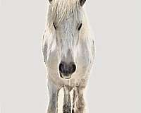 gypsy-cross-roan-palomino-cream-draft-friesian-horse