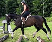 cross-country-thoroughbred-horse