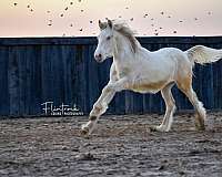 stallion-gypsy-vanner-quarter-horse