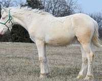 white-gypsy-vanner-quarter-horse-filly