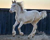 white-gypsy-vanner-quarter-horse-for-sale