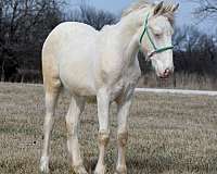 white-gypsy-vanner-quarter-horse