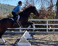 jumping-thoroughbred-horse