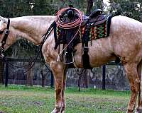 mounted-patrol-quarter-pony