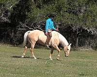 trail-quarter-pony