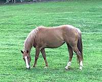 white-top-of-tail-hairs-horse